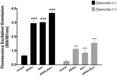 Quercetin suppresses ROS production and migration by specifically targeting Rac1 activation in gliomas